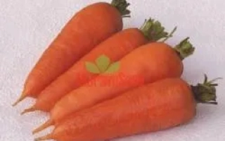 Свежая морковь на белом фоне - Катрин