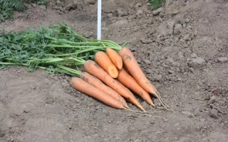 Свежие морковь сорта Колтан F1 на земле