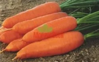Свежая морковь сорта Корина на земле