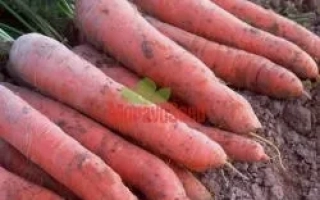 Свежие морковь сорта КОРТИНА F1 на земле