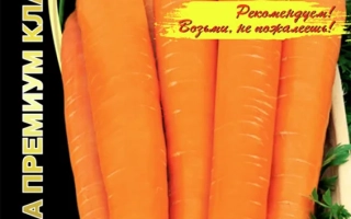 Красная Звезда