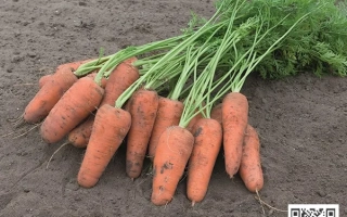 Свежая морковь с ботвой на земле - КЮРАСАО