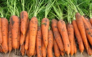 Свежая морковь с ботвой на земле - Лагуна F1
