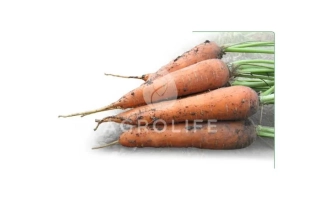 Свежие морковь с ботвой на белом фоне - Мацури