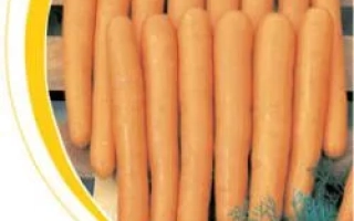 Морковь сорта Маэстро F1