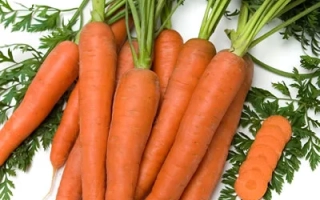 Свежая морковь с ботвой на белом фоне - Марс F1