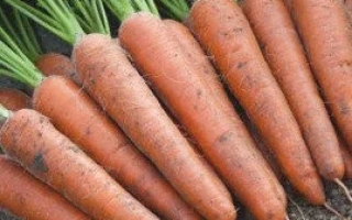 Свежие моркови с зелеными ботвами на земле - Меркурио