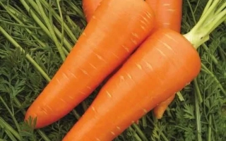 Свежие моркови на зеленой ботве - Мирафлорес