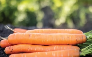 Свежие моркови на темном фоне - Моргана