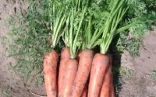 Свежие моркови на земле - Шакира F1