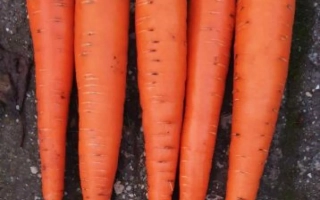 Шесть свежих морковей на тёмном фоне - Мулета