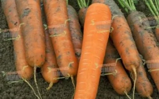 Свіжа морква на землі - МУЗИКО