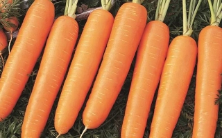 Свіжа морква на фоні зелені - Найробі