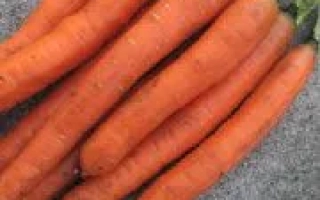 Свіжа морква на сірому фоні - НАНКО