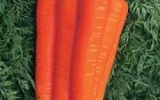 Три свежие моркови на зелёном фоне - НАНТЕС