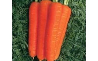 Три моркови на зелёном фоне - Нантес КЛ