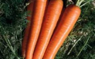 Три моркови сорта Нантиндо F1 на зеленой грядке