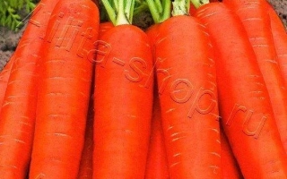 Морква Нантська Червона на пакеті насіння