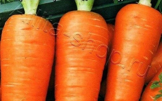 Пакет насіння моркви НАСТЕНА від Аеліта