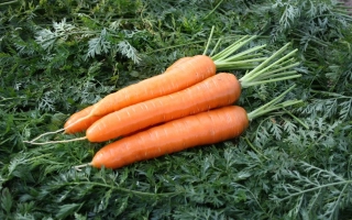 Три свіжі моркви з ботвою на зеленому фоні - НАТУРГОР