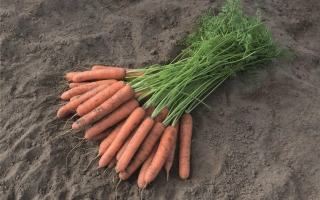 Свежая морковь с ботвой на земле - Небида