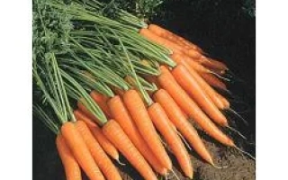 Свежие моркови Nebula F1 на земле - Небула F1