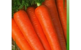 Пакет насіння моркви НЕЛИКС F1 з зображенням свіжих помаранчевих морквин