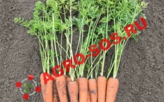Fresh carrots with tops on soil, brand ACRO-SOS.RU - NIRIM