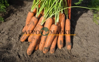 Свіжа морква з зеленими ботвами на землі, бренд АЛПОЛ - Норволк