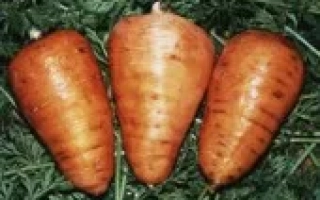 Три моркови ОЛЕНКА на зеленой подложке