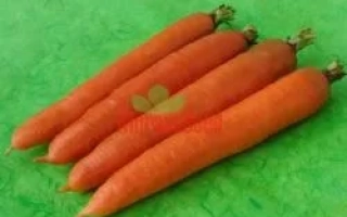 Морковь на зелёном фоне - Олимпус