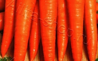 Пакет насіння моркви Помаранчевий Олівець