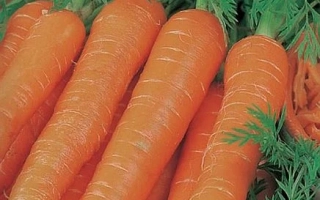 Пакет насіння моркви Подруга з зображенням свіжих помаранчевих коренеплодів