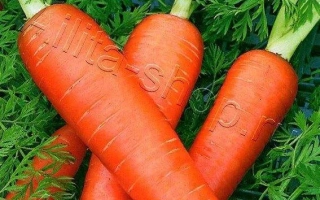 Пакет насіння моркви СВЯТО ОСЕНІ на фоні зеленої трави