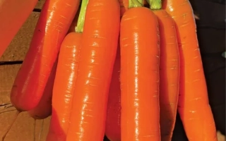 Морковь Ранняя ТСХА на упаковке семян