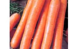 Свежие моркови сорта Ройал Форто