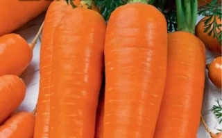 Морква Шантане 5 на фоні зелені та інших коренеплодів