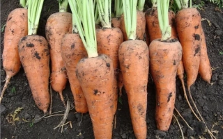 Свежая морковь сорта Шантанэ Ройал в земле