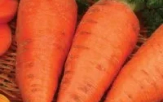 Три моркови сорта Шантенэ в плетёной корзине на фоне зелени