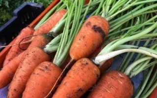 Шантенэ Роял