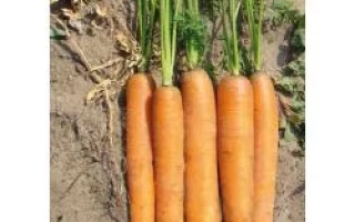 Морковь сорта Сатурно F1 на земле