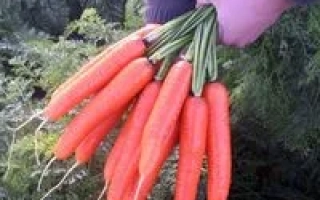 Свежие моркови Сироко F1 в руках на фоне зелени