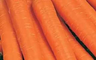 Морква Солодкішка на упаковці насіння