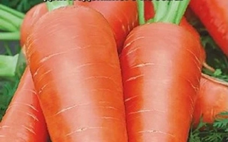 Пакет семян моркови СМАКОВНИЦЯ с изображением корнеплодов - Смаковница