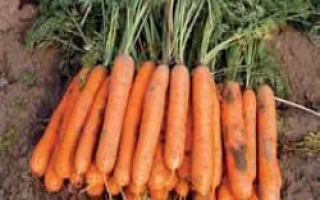 Стенфорд РЦ F1