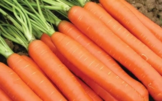 Свежая морковь СВ 1140 ДН