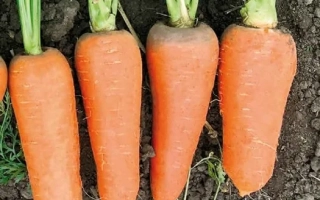 Морковь СВ 7381 ДЧ на земле