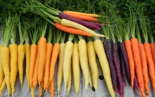 Свежая морковь разных цветов на деревянной доске - ТОПКАТ