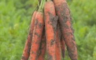 Трафорд РЦ F1