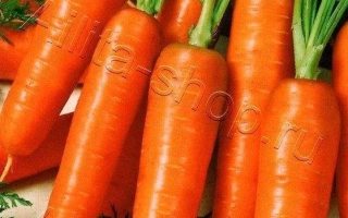 Пакет насіння моркви ВАРВАРА КРАСА з зображенням свіжих коренеплодів.